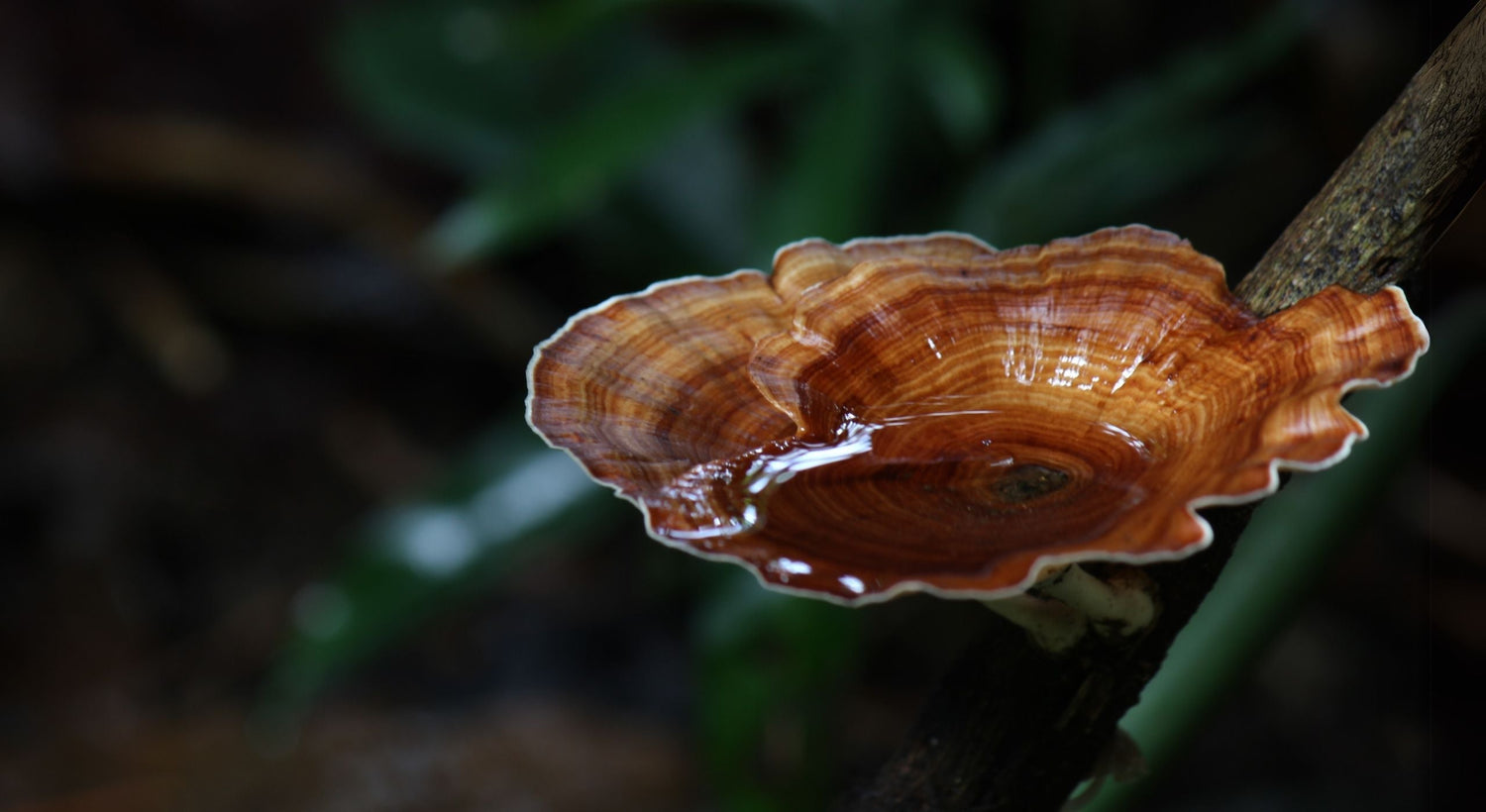 Do Mushroom Supplements Really Work? The Complete Guide (2025)