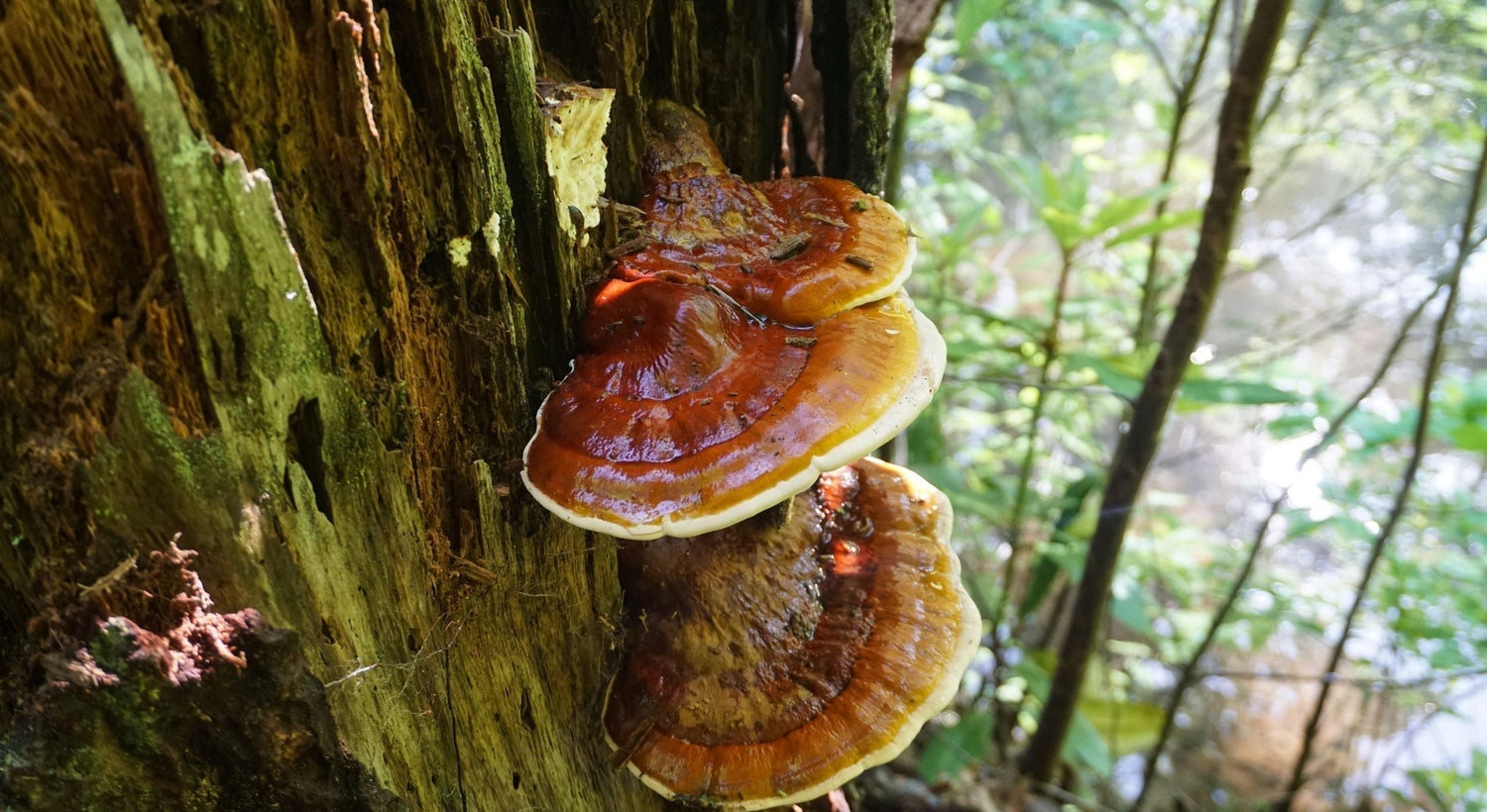 What Do Mushroom Supplements Feel Like? Timeline & Effects