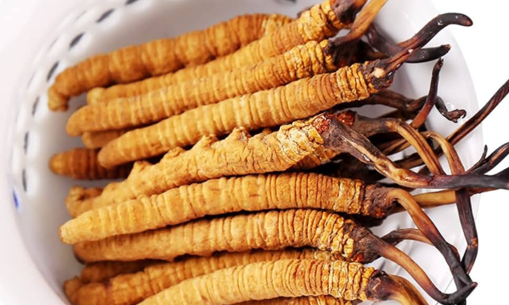 Medicinal Mushroom: Cordyceps Sinensis - Caterpillar Fungus - Cordycepin - TCM