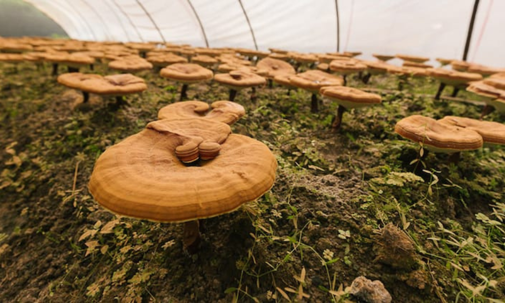 Concord Organic Mushroom Farm