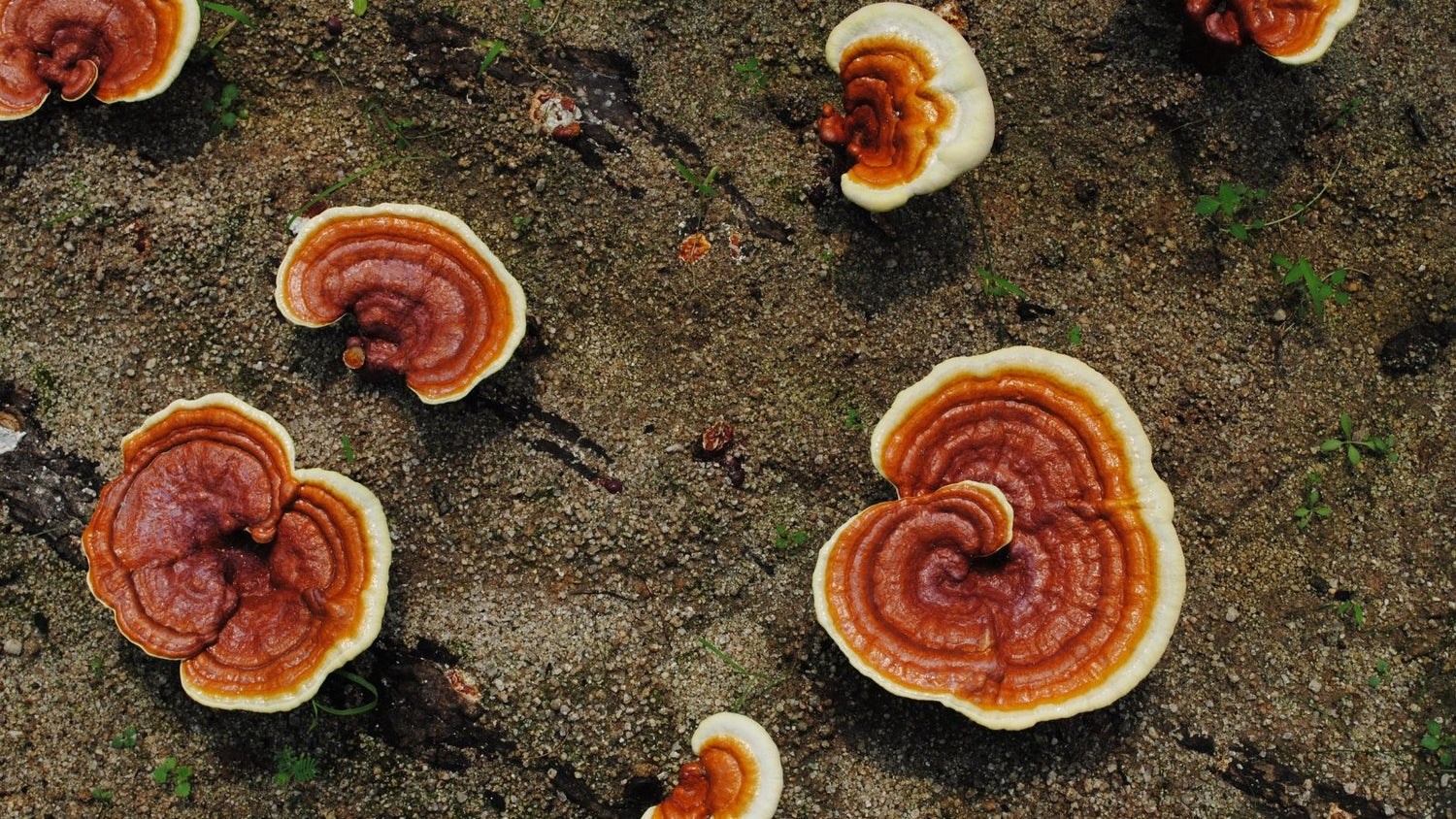 What Happens to Your Body When You Take Reishi Mushroom Daily?