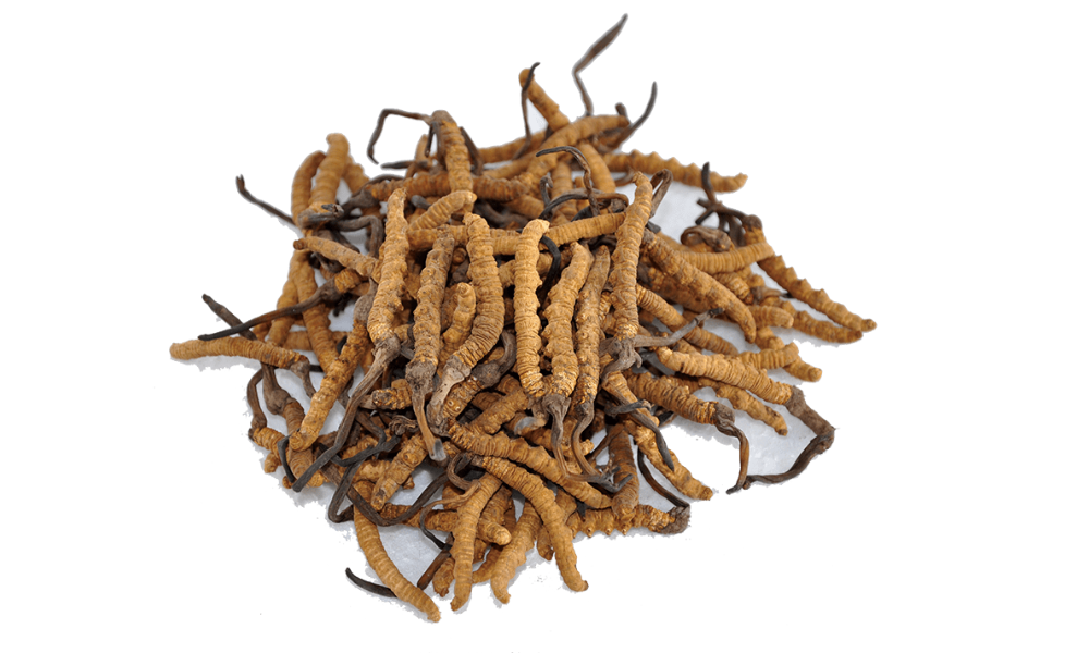 A pile of dried Cordyceps mushrooms, appearing as elongated, textured, brownish-orange specimens with some darker, slender protrusions, arranged loosely in the center of a plain white background.