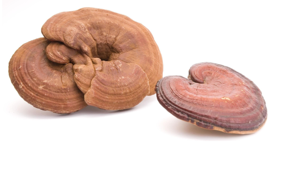 Two dried Ganoderma lucidum mushrooms displayed on a white background. The larger mushroom on the left is a reddish-brown, multi-lobed or clustered form, while the smaller one on the right is a distinct, kidney-shaped cap, both showing prominent concentric growth rings.