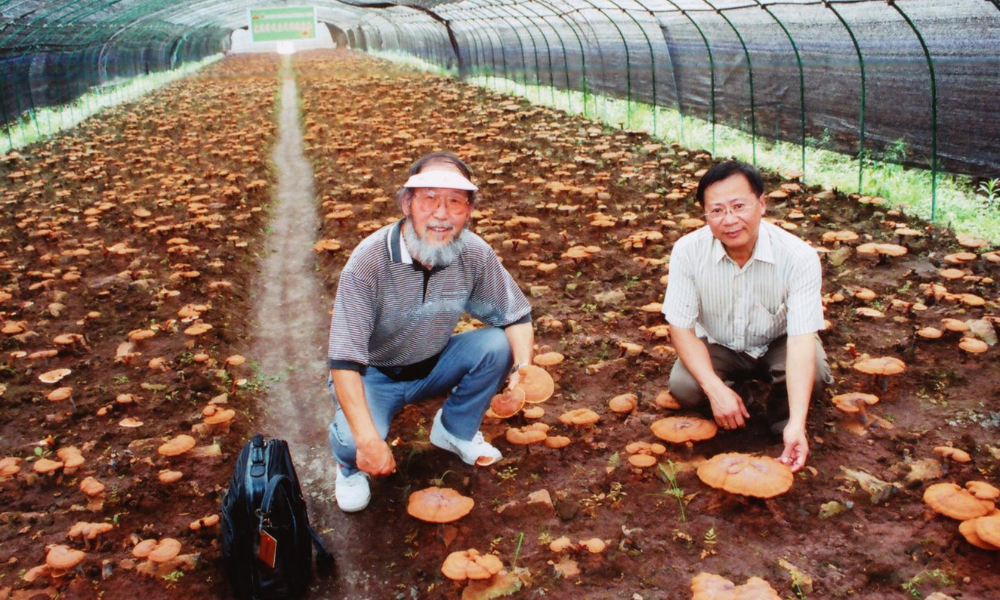 Two men are crouching among rows of cultivated Ganoderma mushrooms inside a long, tunnel-like greenhouse. The man on the left, with a beard and a visor, smiles towards the camera, while the man on the right, also smiling, gestures towards the large, reddish-brown mushrooms growing from the soil. The greenhouse structure is visible overhead, stretching into the distance.