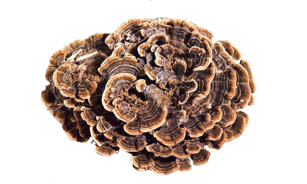 A close-up of a single cluster of a brown and tan mushroom, resembling Turkey Tail (Trametes versicolor). It features numerous overlapping, wavy, fan-shaped caps with distinct concentric bands of varying shades of brown and tan, isolated against a plain white background.