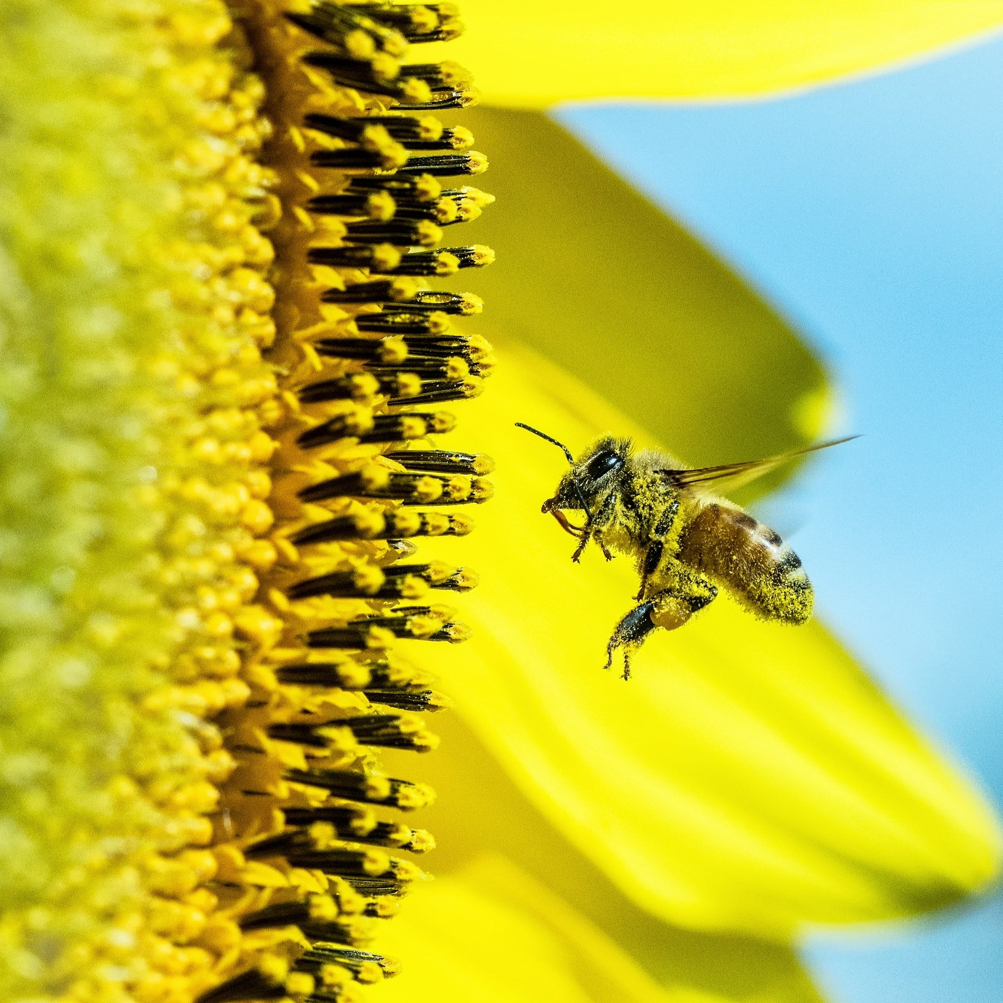 Bee going for the pollen.