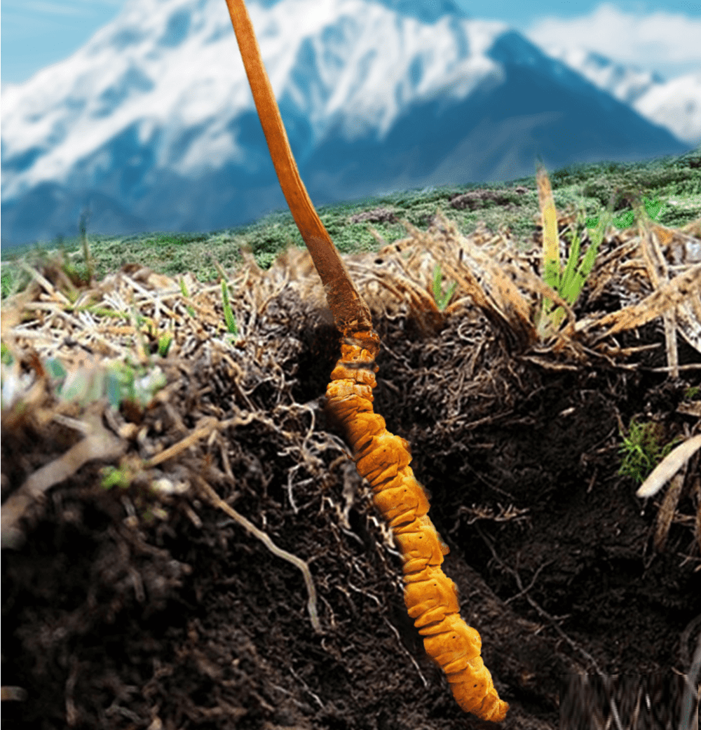 A close-up of a segmented, yellowish-orange root-like structure, possibly a fungus like Cordyceps, emerging from dark soil. A slender brown stem extends upwards from it. The surrounding ground is covered in dry grass, and in the background, a large, snow-capped mountain stands under a clear sky, indicating a high-altitude environment.