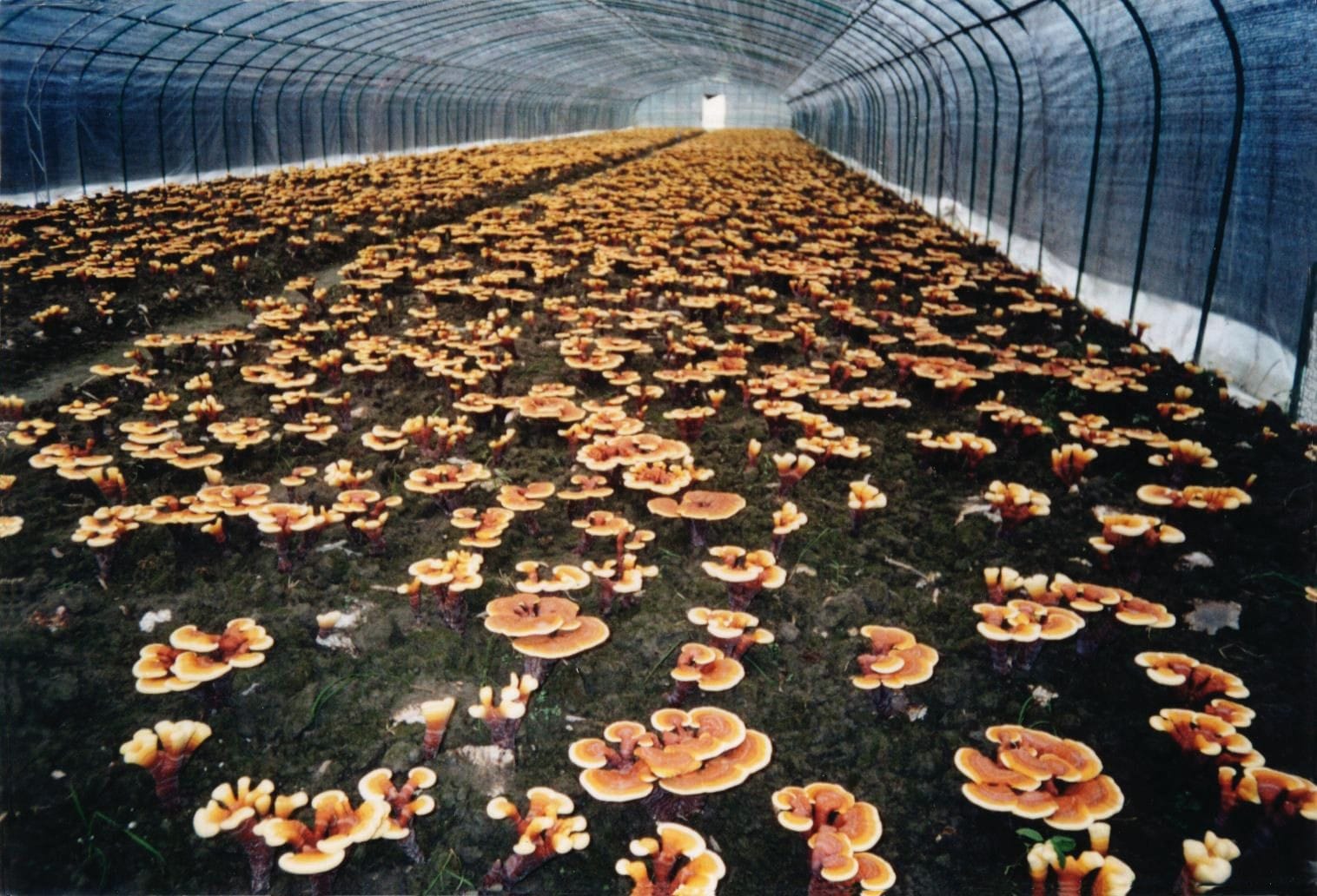 A long, wide greenhouse interior filled with numerous rows of cultivated ganoderma mushrooms. The mushrooms have distinctive reddish-brown and orange fan-shaped caps, growing densely on dark soil or substrate, stretching far into the distance.
