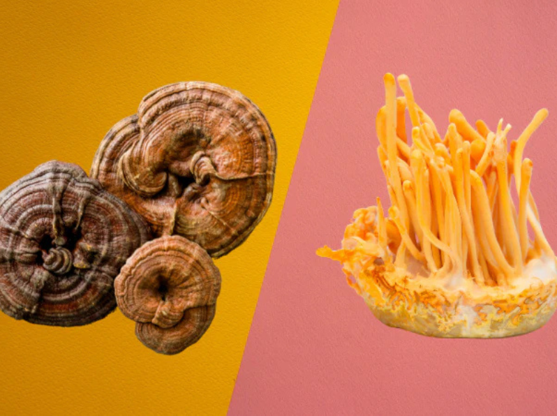 Two different types of mushrooms, ganoderma and cordyceps on a split background, one yellow and one orange.