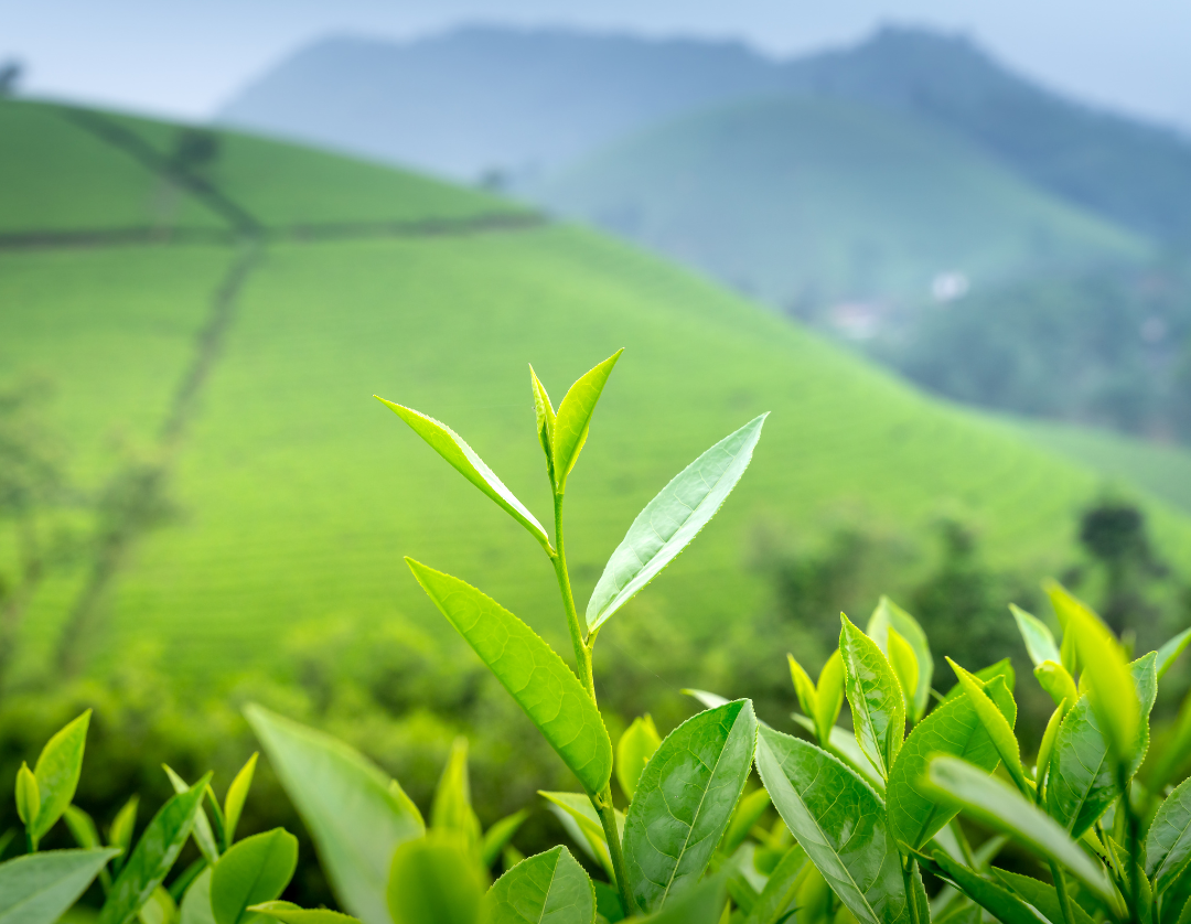 A close-up of a vibrant green tea shoot with young, fresh leaves in the foreground, sharply focused. Behind it, the background is a soft blur of lush, undulating green hills, characteristic of a vast tea plantation, receding into a hazy distance.