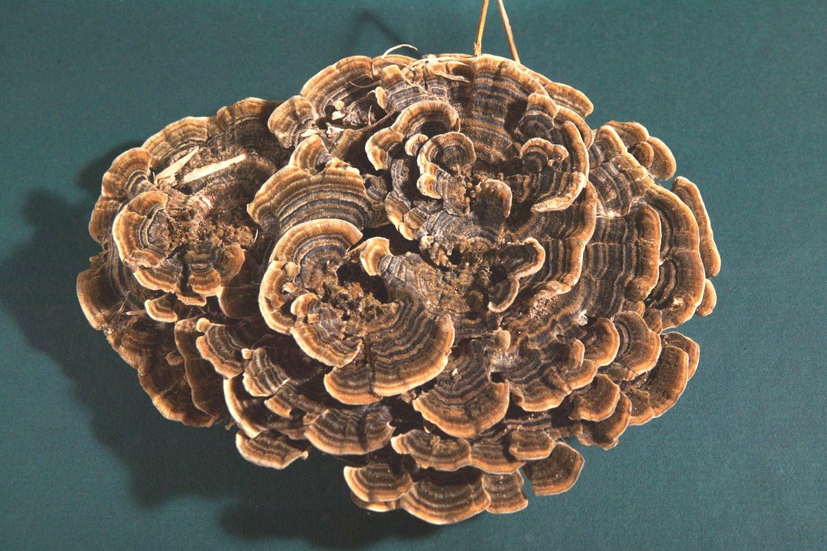 A large, roughly circular cluster of brown and tan mushrooms, resembling Turkey Tail (Trametes versicolor), is shown against a plain, dark teal background. The mushroom consists of many overlapping, wavy, fan-shaped caps with distinct concentric bands of varying shades of brown and tan