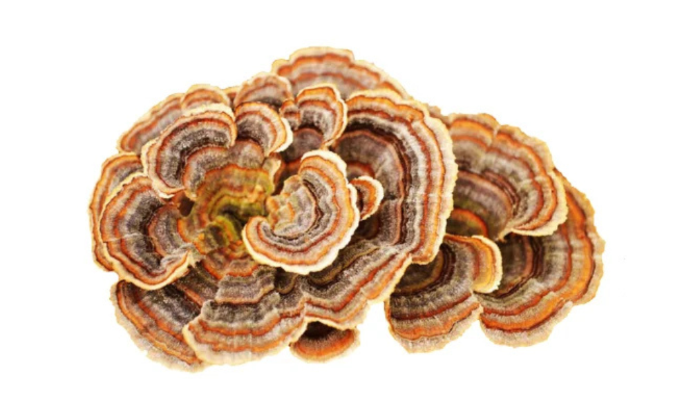 Medicinal mushroom: Trametes versicolor - Yunzhi - Turkey Tail - PSP - PSK