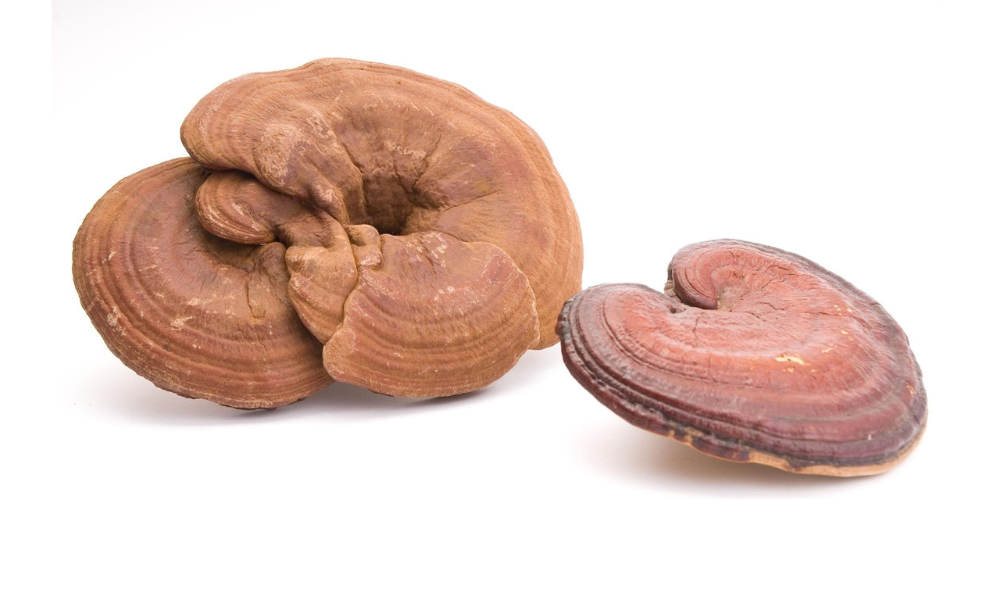 Medicinal mushroom Ganoderma Lucidum, Red Reishi, Lingzhi