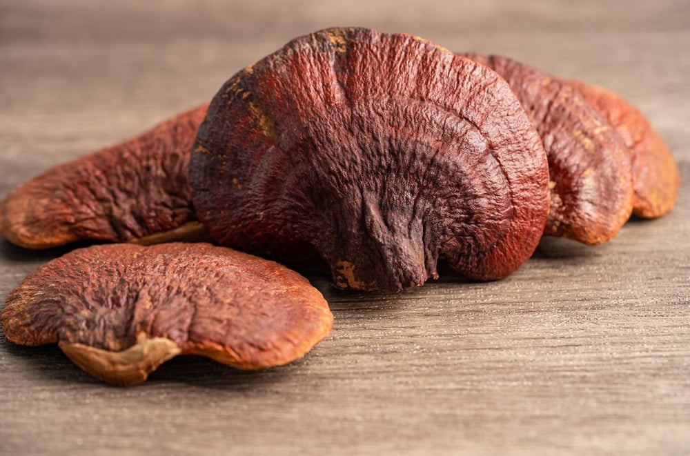 Ganoderma mushroom 